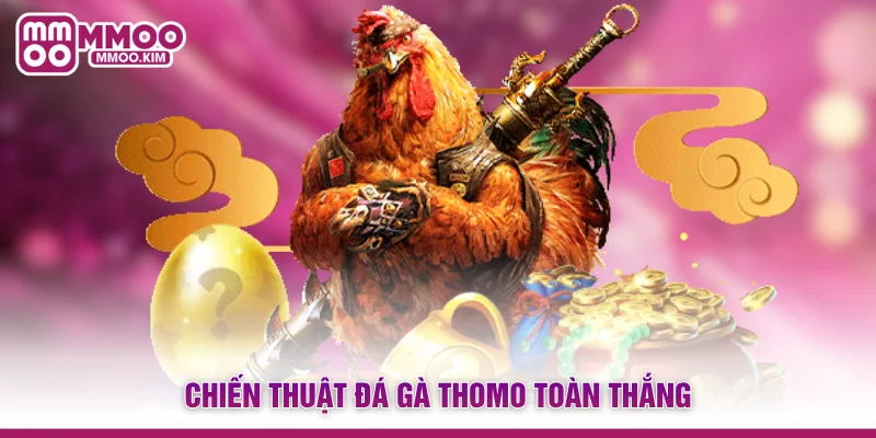 Đá Gà Thomo - Đấu Trường Trực Tiếp Kịch Tính Và Đẳng Cấp 4 Chiến thuật đá gà Thomo toàn thắng
