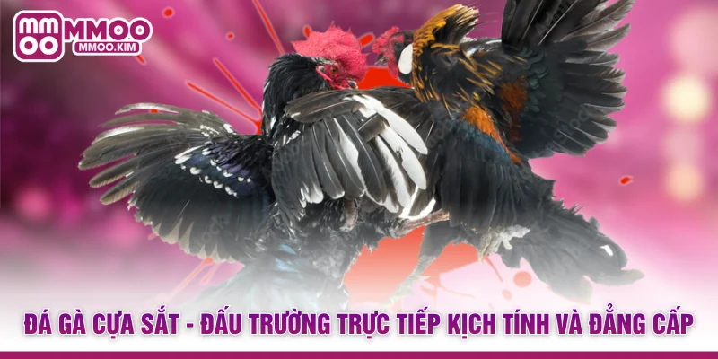 Đá Gà Cựa Sắt - Đấu Trường Trực Tiếp Kịch Tính Và Đẳng Cấp 1 Đá Gà Cựa Sắt - Đấu Trường Trực Tiếp Kịch Tính Và Đẳng Cấp