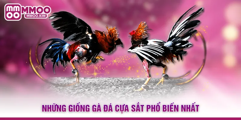 Đá Gà Cựa Sắt - Đấu Trường Trực Tiếp Kịch Tính Và Đẳng Cấp 3 Những giống gà đá cựa sắt phổ biến nhất