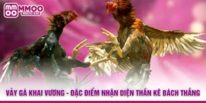 Vảy Gà Khai Vương - Đặc Điểm Nhận Diện Thần Kê Bách Thắng